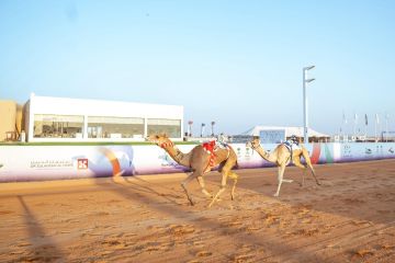  الهجن السعودية تفتتح مشاركاتها في كأس الأولمبية بكأسين ولقب 20 شوطا