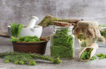 مركب نباتي روسي واعد للتحكم بالسكر والكوليسترول دون آثار كبدية مركب نباتي روسي واعد للتحكم بالسكر والكوليسترول دون آثار كبدية