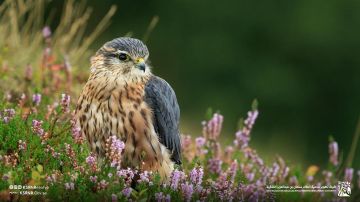 صقر اليؤيؤ في أحضان الطبيعة.. صورة توثق غنى الحياة الفطرية بمحمية الملك سلمان صقر اليؤيؤ في أحضان الطبيعة.. صورة توثق غنى الحياة الفطرية بمحمية الملك سلمان