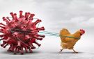  إتش 5 إن 5 .. أول وفاة بسلالة نادرة من إنفلونزا الطيور بأمريكا