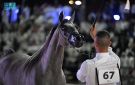 في نسختها الرابعة.. انطلاق بطولة حائل لجمال الخيل العربية الأصيلة 2025