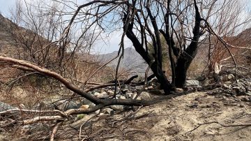 عبث بيئي يطال طبيعة حوية نمار ويحرق أشجارها