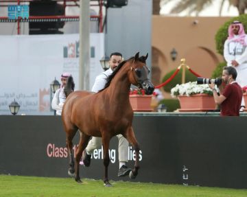 انطلاق العرض الدولي الثامن لجمال الخيل العربية انطلاق العرض الدولي الثامن لجمال الخيل العربية