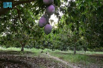 البيئة تطرح 4 فرص استثمارية بجازان لتعزيز الأمن الغذائي