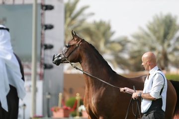 16 مهرة تتأهل في اليوم الأول لعرض جمال الخيل العربية بديراب 16 مهرة تتأهل في اليوم الأول لعرض جمال الخيل العربية بديراب