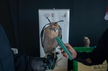 نادي الصقور السعودي يختتم مشروع توثيق ملكيات الصقور وتصحيح أوضاعها