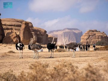 إطلاق 37 كائنا فطريا في محمية الحجر بالعلا لتعزيز التنوع البيئي إطلاق 37 كائنا فطريا في محمية الحجر بالعلا لتعزيز التنوع البيئي