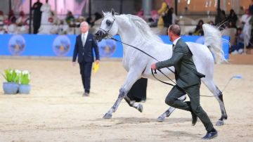 الرياض تستضيف العرض الدولي الثامن لجمال الخيل العربية 2025 الرياض تستضيف العرض الدولي الثامن لجمال الخيل العربية 2025