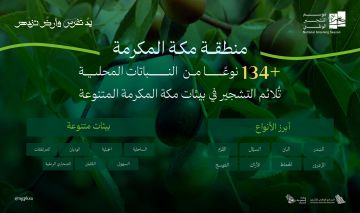 تنوع بيئي فريد يسهم في انتشار 134 نوع من النباتات المحلية الملائمة للتشجير في مكة المكرمة