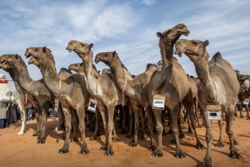 اليوم الـ25 بمهرجان الملك عبدالعزيز للإبل| منافسات قوية في فئة 
