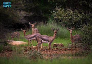 جزر فرسان أول محمية بحرية سعودية ضمن اتفاقية رامسار جزر فرسان أول محمية بحرية سعودية ضمن اتفاقية رامسار