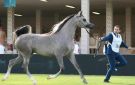 منافسة قوية في العرض الدولي الثامن لجمال الخيل العربية