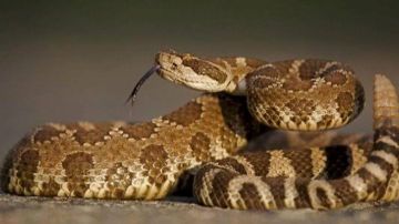 أفعى ضخمة بين ركام المنازل المدمرة بريف إدلب ..فيديو