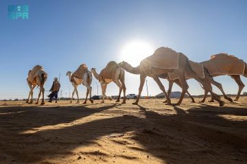 انطلاق فعاليات مزاد الإبل الثاني بمنطقة الجوف وسط حضور لافت وتنظيم مميز