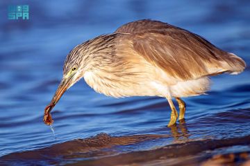 البلشون الذهبي يظهر في الشمال.. طائر مهاجر يزين براري الحدود الشمالية