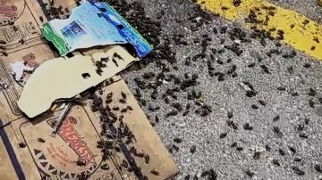 انتشار واسع لحشرة حبة القهوة في حفر الباطن يهدد الأشجار .. فيديو