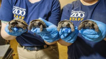 سلحفاة غالاباغوس عملاقة تحقق أول ولادة ناجحة منذ 150 عاما .. صور