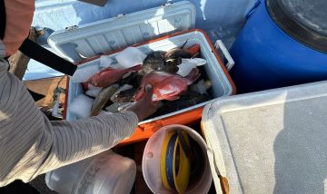 البيئة تكثف الرقابة على سوق السمك بجدة لضبط مخالفات صيد الناجل والطرادي