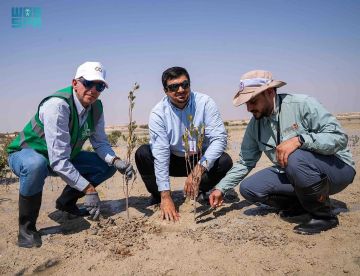غابات المانجروف تنبض بالحياة مجددا.. زراعة 3 ملايين شجرة في محمية الجبيل لدعم التنوع الأحيائي غابات المانجروف تنبض بالحياة مجددا.. زراعة 3 ملايين شجرة في محمية الجبيل لدعم التنوع الأحيائي