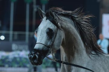 بجوائز مالية تتجاوز الـ24 مليون يورو.. الرياض تشهد انطلاق جولة الرياض من جولة الجياد العربية