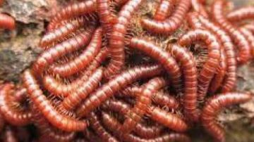 الصحة المكسيكية تكشف عن أول حالة إصابة بشرية بداء الدودة الحلزونية الصحة المكسيكية تكشف عن أول حالة إصابة بشرية بداء الدودة الحلزونية