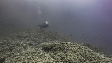 اكتشاف مستعمرة مرجانية ضخمة من نوع بافونا بوجهة أمالا .. صور اكتشاف مستعمرة مرجانية ضخمة من نوع بافونا بوجهة أمالا .. صور