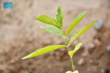 شاهد من نجران .. زراعة الصندل والعود تجربة يحدوها الأمل والتفاؤل