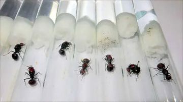 تهريب النمل.. أغرب وأحدث الجرائم التي تستدعي المحاكمة في كينيا