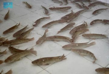 القصيم تسهم بثلث إنتاج المملكة من الاستزراع السمكي الداخلي وتتصدر في استزراع البلطي والزينة القصيم تسهم بثلث إنتاج المملكة من الاستزراع السمكي الداخلي وتتصدر في استزراع البلطي والزينة