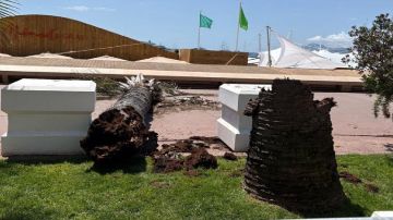 شجرة نخيل تسقط على ضيوف مهرجان كان.. فيديو