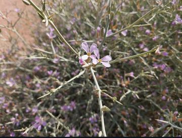 محمية الملك سلمان الملكية تزخر بأكثر من 550 نوعا من النباتات البرية والرعوية