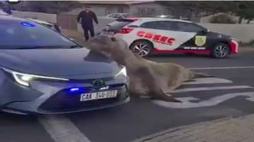 فقمة ضخمة تتجول في شوارع كيب تاون.. فيديو فقمة ضخمة تتجول في شوارع كيب تاون.. فيديو