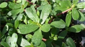 نبتة الرجلة كنز غذائي غني بالفيتامينات والمعادن والأوميجا 3 .. فيديو