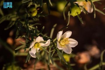 شاهد الحرمل.. نبات بري يعكس ثراء الحدود الشمالية البيئي والحضاري