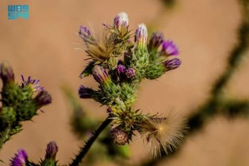 الشوك الإيطالي.. يزهر في براري الحدود الشمالية ويعزز التنوع النباتي في بيئة المملكة الشوك الإيطالي.. يزهر في براري الحدود الشمالية ويعزز التنوع النباتي في بيئة المملكة