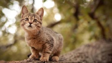 هندية تقاضي زوجها لتفضيله قطته الأليفة عليها هندية تقاضي زوجها لتفضيله قطته الأليفة عليها