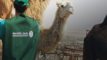 مركز وقاء ينصح بمراعاة ومتابعة فترة التحريم للمستحضرات البيطرية التي تعطى للحيوانات مركز وقاء ينصح بمراعاة ومتابعة فترة التحريم للمستحضرات البيطرية التي تعطى للحيوانات