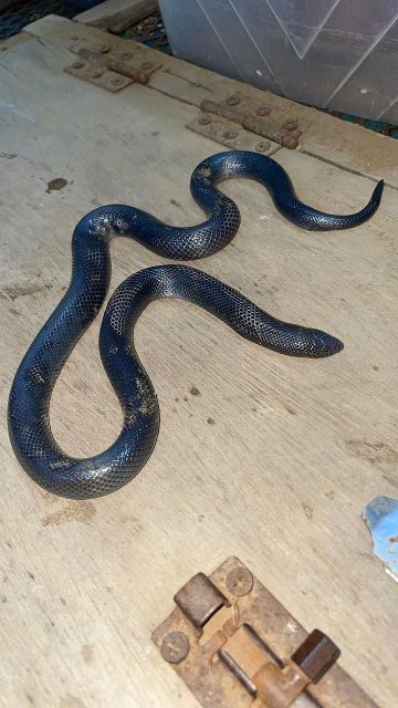 الأسود الخبيث يقتل أربعينيا في المجاردة.. والغامدي يحذر: بروتوكول التحسس يهدد الأرواح