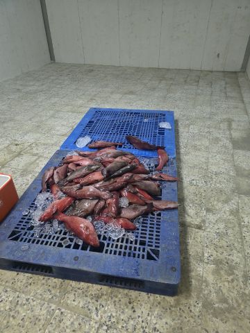 بيئة الليث تضبط وتصادر 144 كلجم من أسماك الناجل والطرادي خلال فترة حظر الصيد بيئة الليث تضبط وتصادر 144 كلجم من أسماك الناجل والطرادي خلال فترة حظر الصيد