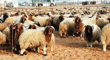 بالفيديو.. انخفاض ملحوظ في أسعار الأضاحي بالسعودية بعد إعفاء المواشي المستوردة من الرسوم الجمركية