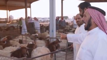 إعفاء الرسوم الجمركية يخفض أسعار الأضاحي وينعش السوق قبيل العيد. فيديو