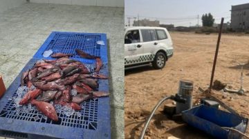 ضبط ومصادرة 144 كيلوجراما من أسماك الناجل والطرادي خلال فترة الحظر