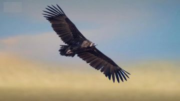 رصد النسر الأسود الأوراسي في محمية الإمام تركي بن عبدالله