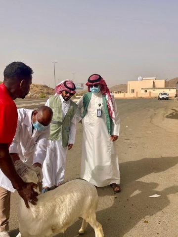 أضم.. ورشة ميدانية للكشف على المواشي وتعزيز جودة اللحوم استعدادا لموسم الحج أضم.. ورشة ميدانية للكشف على المواشي وتعزيز جودة اللحوم استعدادا لموسم الحج