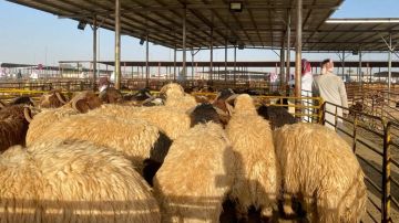 الحصان: قرار بيع المواشي بالوزن يحقق العدالة وللمستهلك حق إعادة الوزن .. فيديو