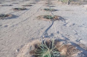 خبير سعودي ينجح في رفع نسبة إنبات شجرة السمر إلى 97.5 باستخدام تقنيات متقدمة