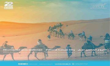 الأفلاج تحتضن أول مدينة صناعية للإبل على مساحة 15 مليون متر مربع الأفلاج تحتضن أول مدينة صناعية للإبل على مساحة 15 مليون متر مربع