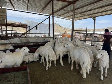 استقرار ملحوظ في أسعار الأغنام بسوق الطائف قبيل عيد الأضحى.. وإقبال نشط من المتسوقين استقرار ملحوظ في أسعار الأغنام بسوق الطائف قبيل عيد الأضحى.. وإقبال نشط من المتسوقين