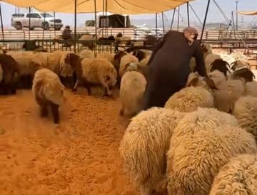 حائل.. تنوع المعروض يخفض أسعار الأضاحي وسط ترقب لتطبيق البيع بالوزن مطلع محرم حائل.. تنوع المعروض يخفض أسعار الأضاحي وسط ترقب لتطبيق البيع بالوزن مطلع محرم