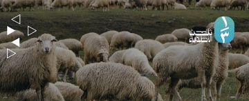 مبادرة ثلث الأضحية.. 160 طنا من لحوم الأضاحي وأكثر من 140 ألف مستفيد